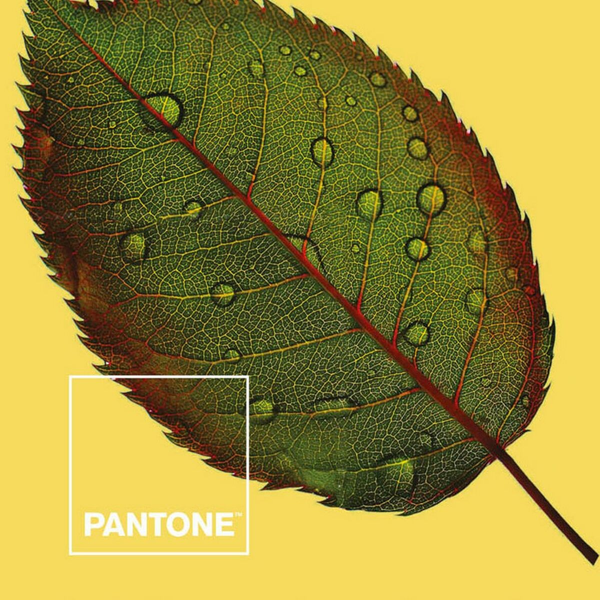Nordijska navlaka Nature Pantone
